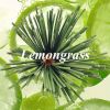 100Pcs 22cm lemongrass, lemongrass, bamboo sticks, outdoor camping scent, home incense